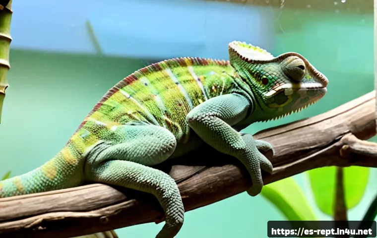 카멜레온 분양 가이드 - Photorealistic responsible chameleon adoption scene in a clean independent reptile shop in Spain, a ...